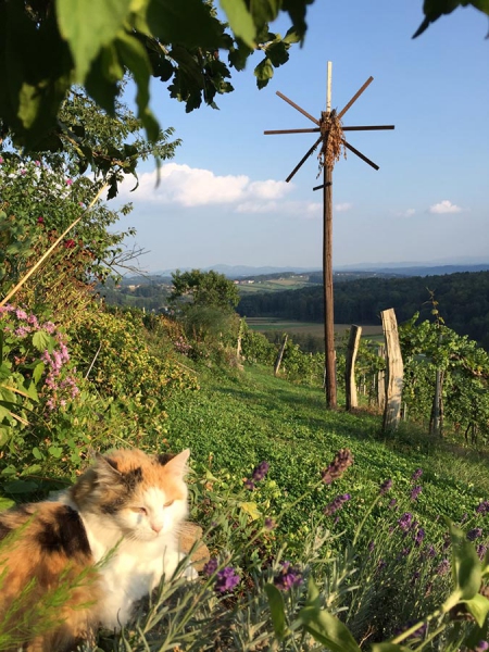 Gästehaus Deutschmann - Gamser Winzerstube***